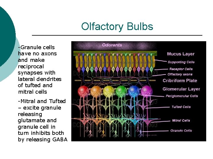 Olfactory Bulbs -Granule cells have no axons and make reciprocal synapses with lateral dendrites