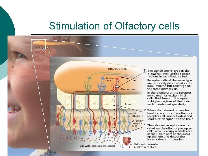 Stimulation of Olfactory cells 