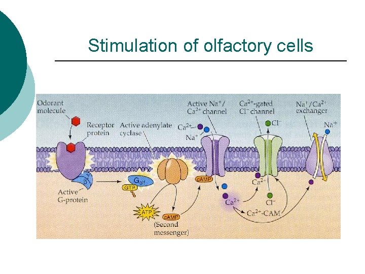 Stimulation of olfactory cells 