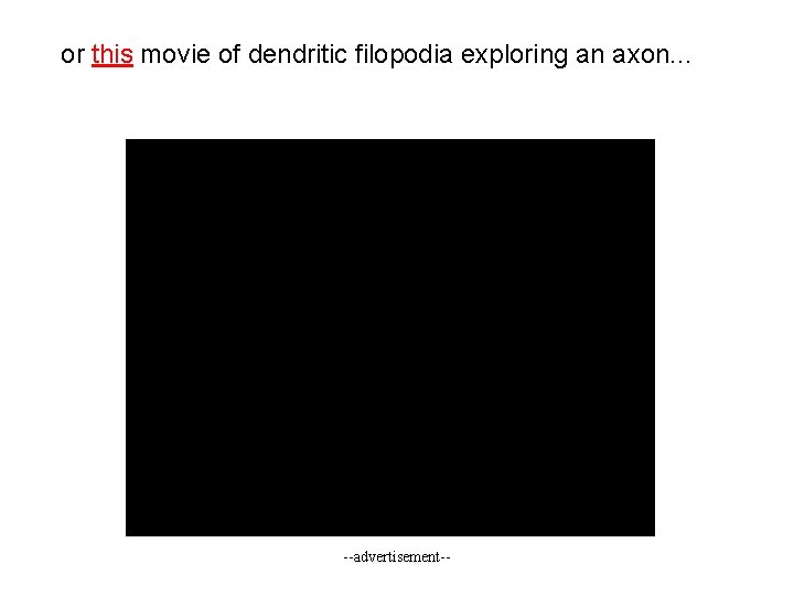 or this movie of dendritic filopodia exploring an axon. . . --advertisement-- 