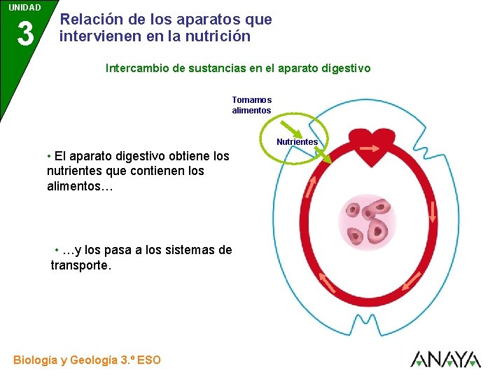 UNIDAD 3 Relación de los aparatos que intervienen en la nutrición Intercambio de sustancias