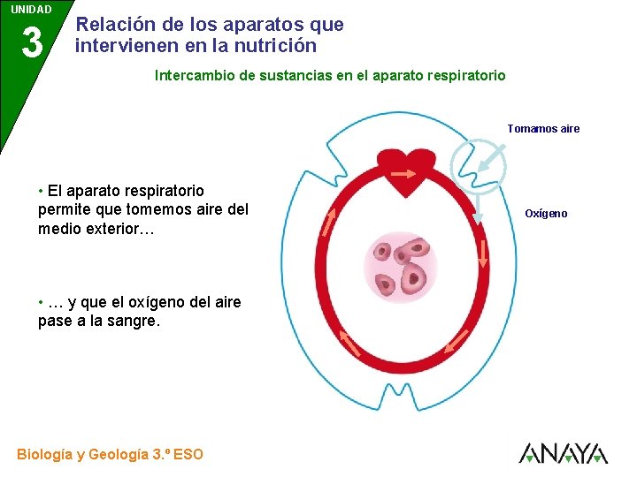 UNIDAD 3 Relación de los aparatos que intervienen en la nutrición Intercambio de sustancias