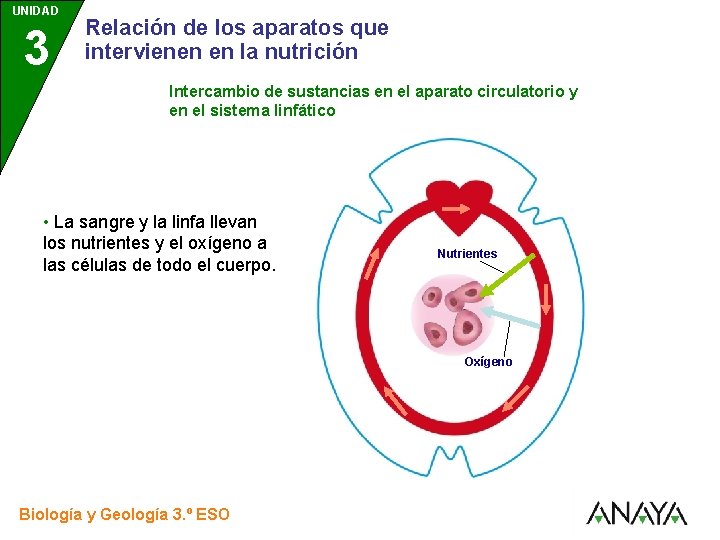 UNIDAD 3 Relación de los aparatos que intervienen en la nutrición Intercambio de sustancias