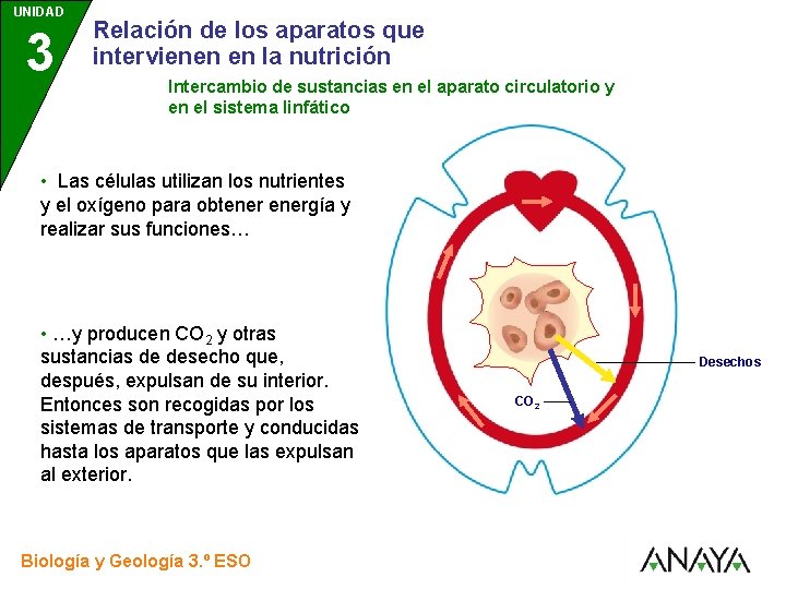 UNIDAD 3 Relación de los aparatos que intervienen en la nutrición Intercambio de sustancias