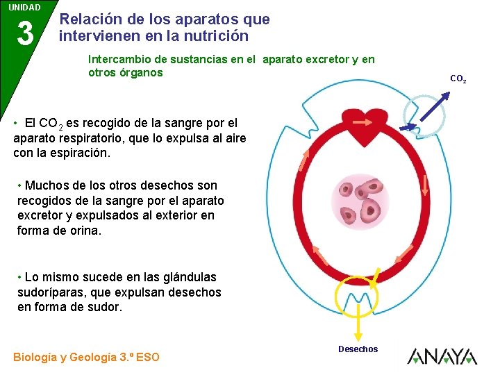 UNIDAD 3 Relación de los aparatos que intervienen en la nutrición Intercambio de sustancias