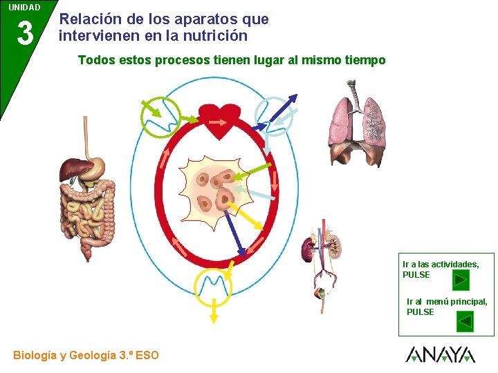 UNIDAD 3 Relación de los aparatos que intervienen en la nutrición Todos estos procesos