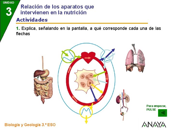 UNIDAD Relación de los aparatos que intervienen en la nutrición 3 Actividades 1. Explica,