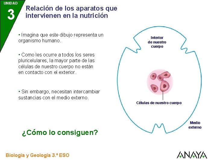 UNIDAD 3 Relación de los aparatos que intervienen en la nutrición • Imagina que