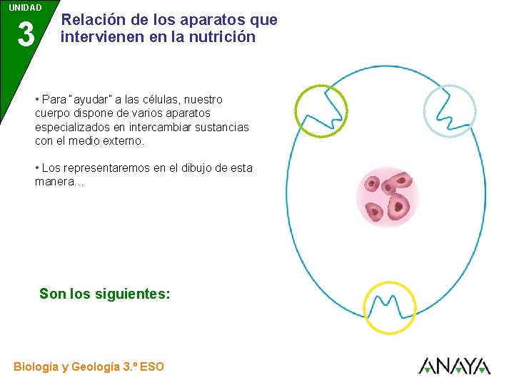 UNIDAD 3 Relación de los aparatos que intervienen en la nutrición • Para “ayudar”