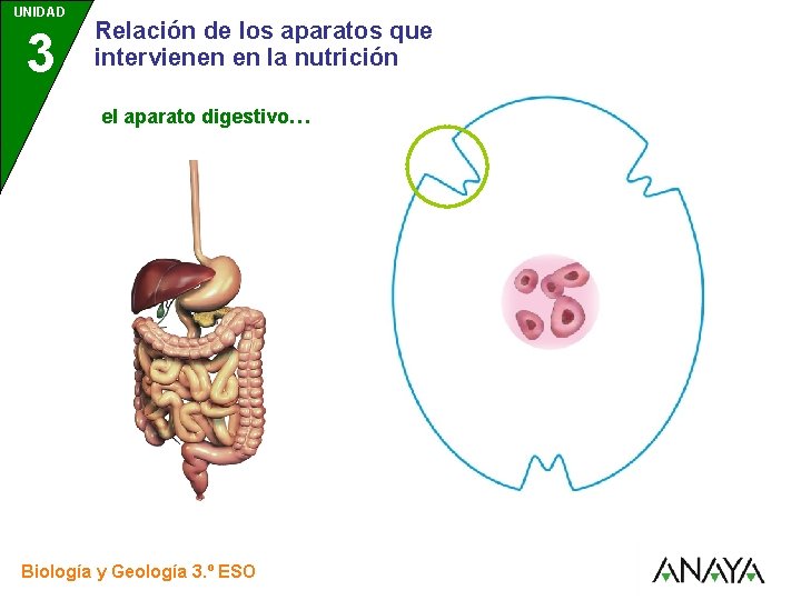 UNIDAD 3 Relación de los aparatos que intervienen en la nutrición el aparato digestivo…