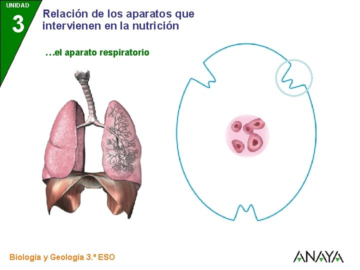UNIDAD 3 Relación de los aparatos que intervienen en la nutrición …el aparato respiratorio