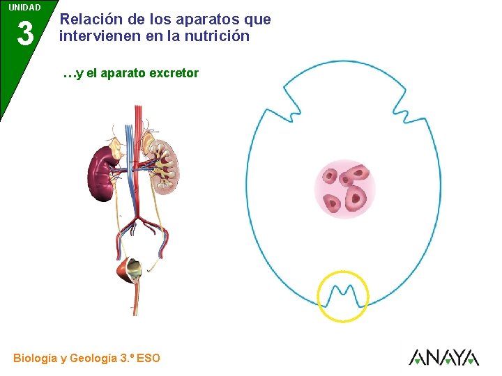 UNIDAD 3 Relación de los aparatos que intervienen en la nutrición …y el aparato