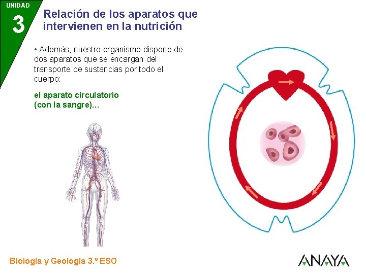 UNIDAD 3 Relación de los aparatos que intervienen en la nutrición • Además, nuestro
