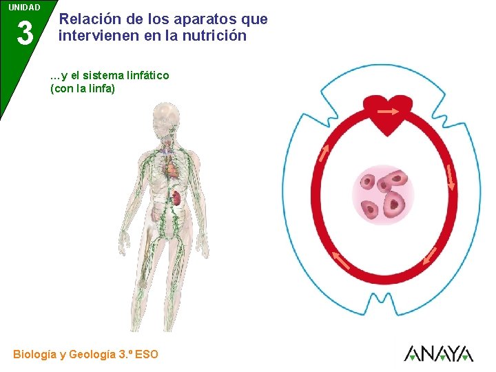 UNIDAD 3 Relación de los aparatos que intervienen en la nutrición …y el sistema