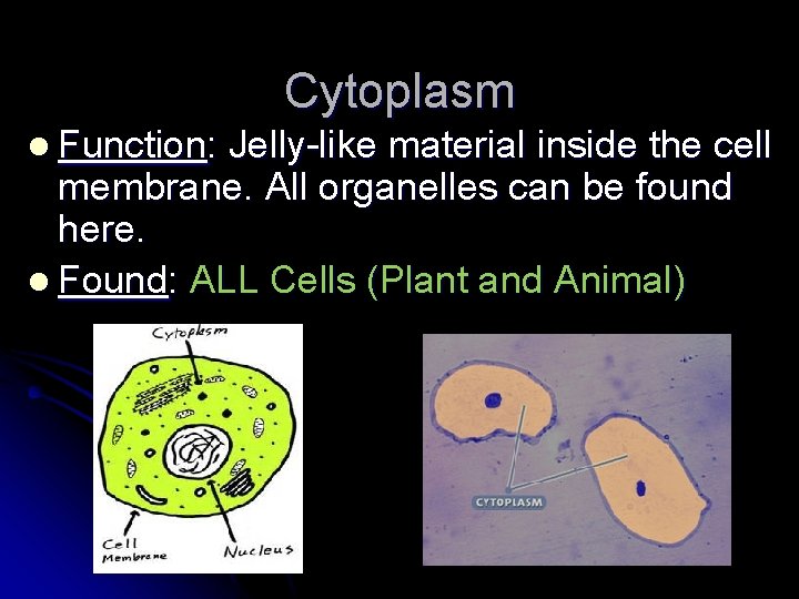 Cytoplasm l Function: Jelly-like material inside the cell membrane. All organelles can be found