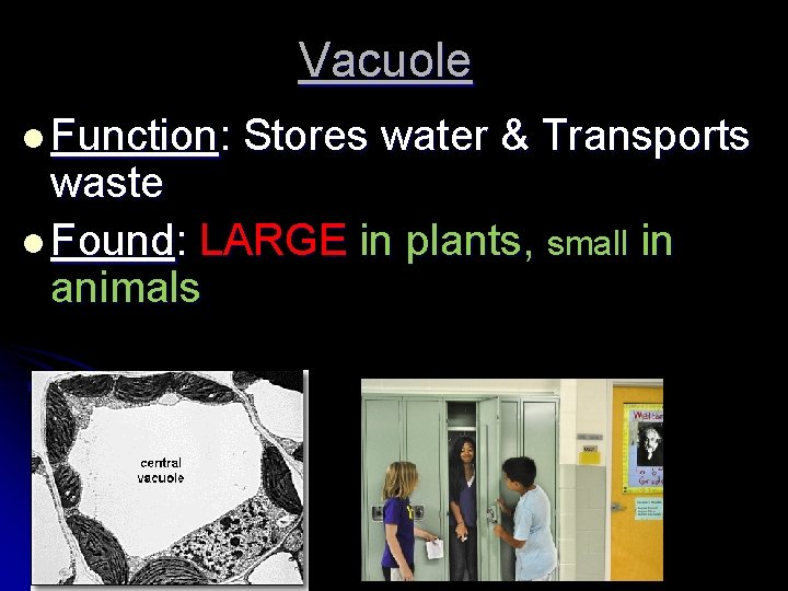 Vacuole l Function: Stores water & Transports waste l Found: LARGE in plants, small