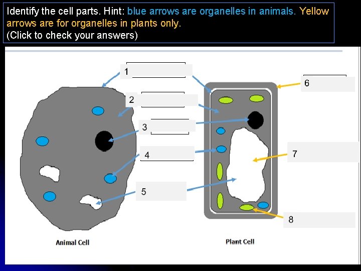 Identify the cell parts. Hint: blue arrows are organelles in animals. Yellow arrows are