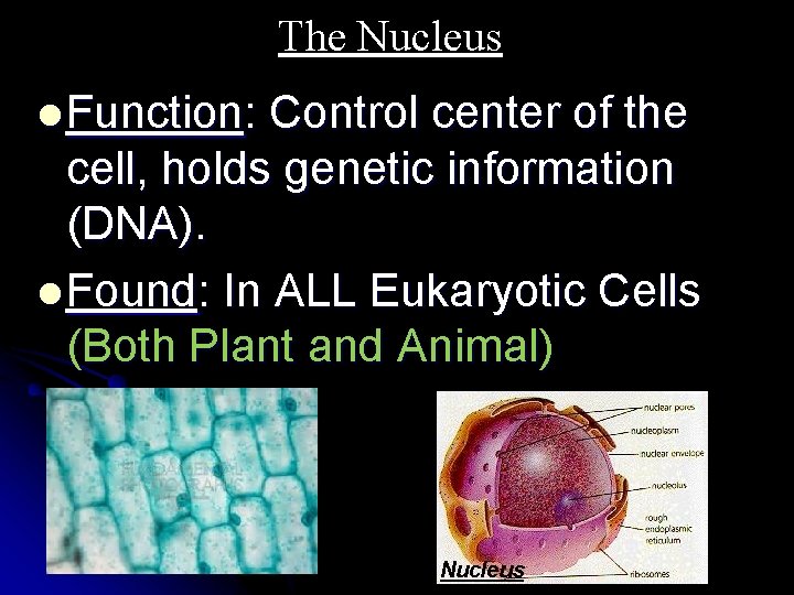 The Nucleus l Function: Control center of the cell, holds genetic information (DNA). l