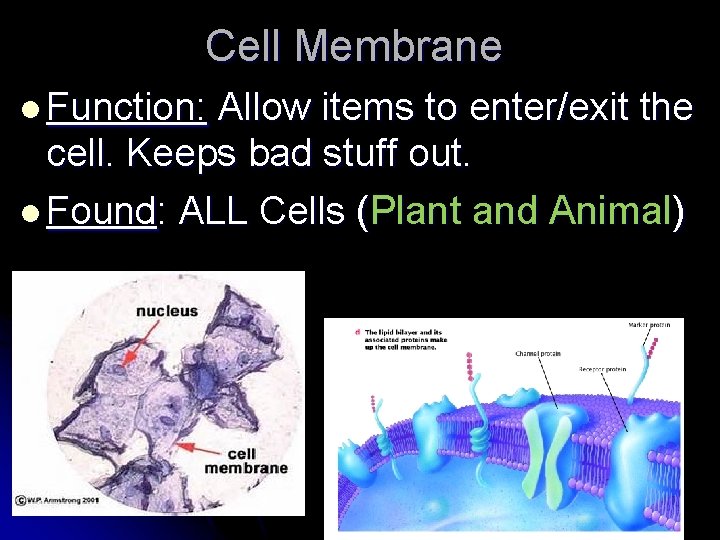 Cell Membrane l Function: Allow items to enter/exit the cell. Keeps bad stuff out.