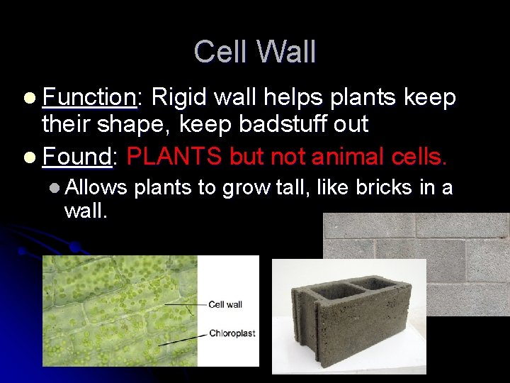 Cell Wall l Function: Rigid wall helps plants keep their shape, keep badstuff out