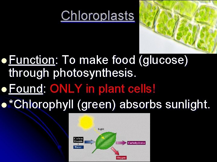 Chloroplasts l Function: To make food (glucose) through photosynthesis. l Found: ONLY in plant