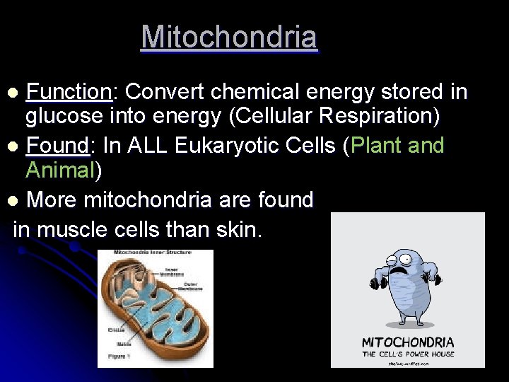 Mitochondria Function: Convert chemical energy stored in glucose into energy (Cellular Respiration) l Found: