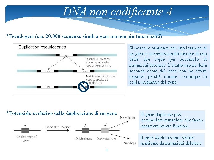 DNA non codificante 4 *Pseudogeni (c. a. 20. 000 sequenze simili a geni ma