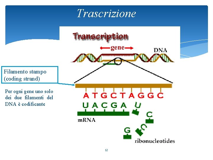 Trascrizione gene Filamento stampo (coding strand) Per ogni gene uno solo dei due filamenti