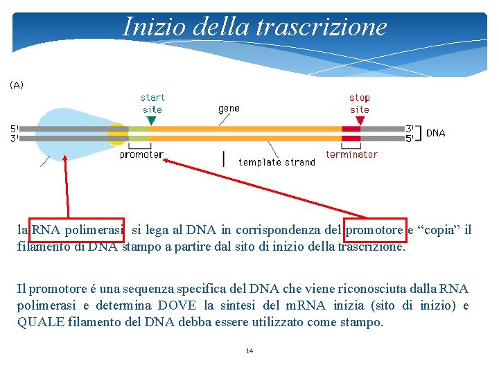 Inizio della trascrizione la RNA polimerasi si lega al DNA in corrispondenza del promotore