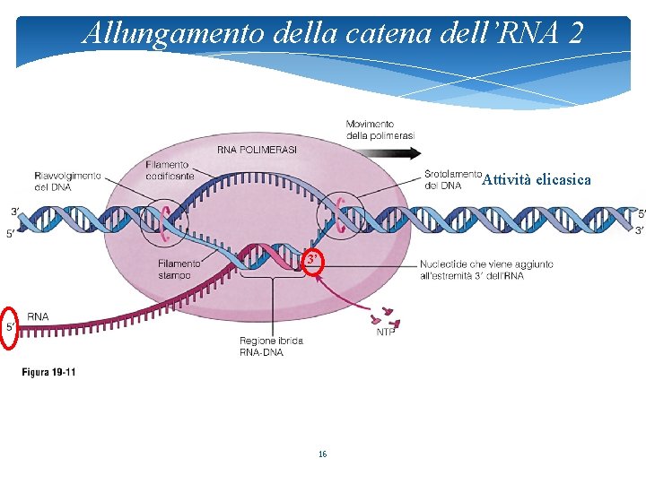 Allungamento della catena dell’RNA 2 Attività elicasica 3’ 16 