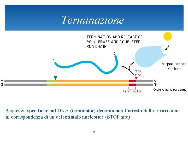 Terminazione Sequenze specifiche sul DNA (terminator) determinano l’arresto della trascrizione in corrispondenza di un