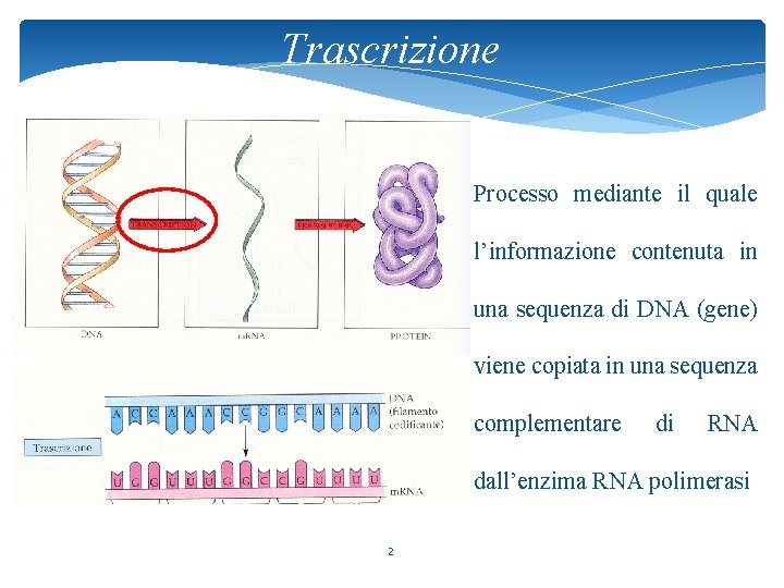 Trascrizione Processo mediante il quale l’informazione contenuta in una sequenza di DNA (gene) viene