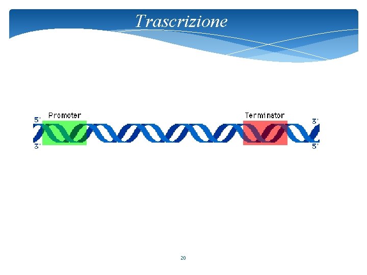 Trascrizione 20 