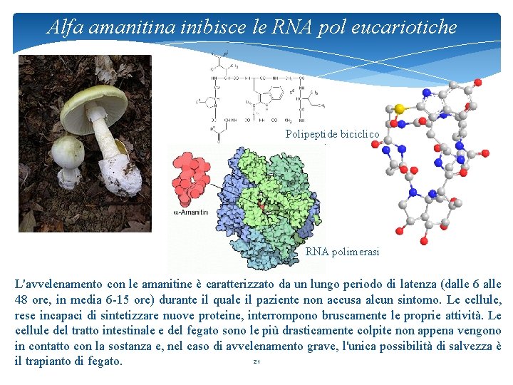 Alfa amanitina inibisce le RNA pol eucariotiche Polipeptide biciclico RNA polimerasi L'avvelenamento con le