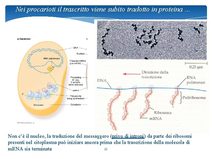 Nei procarioti il trascritto viene subito tradotto in proteina … Non c’è il nucleo,