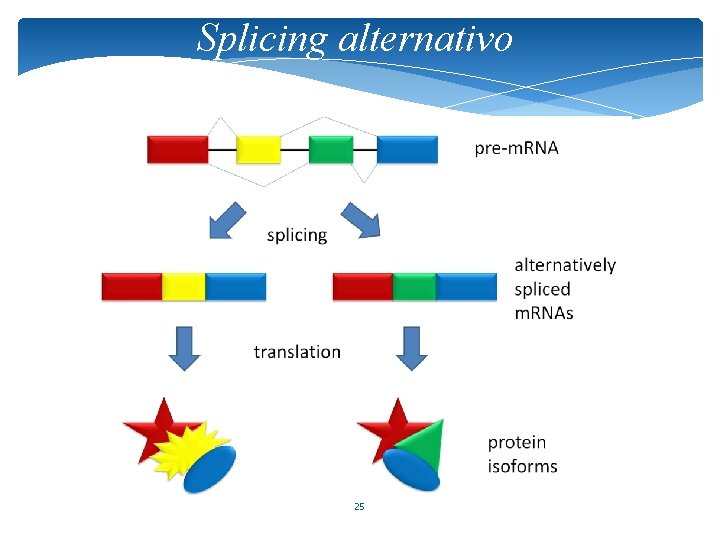 Splicing alternativo 25 