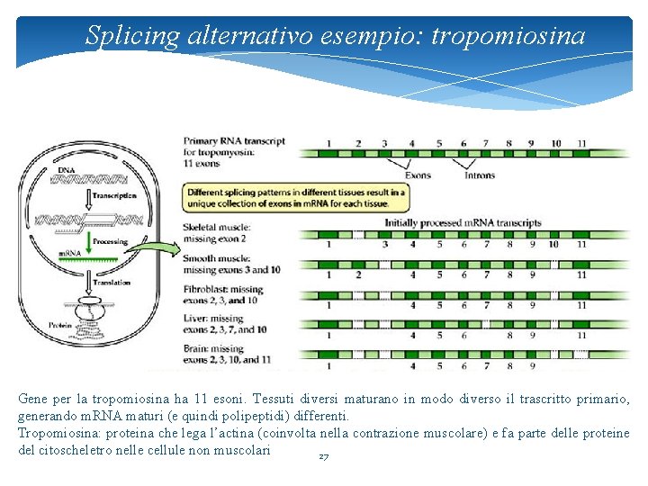 Splicing alternativo esempio: tropomiosina Gene per la tropomiosina ha 11 esoni. Tessuti diversi maturano