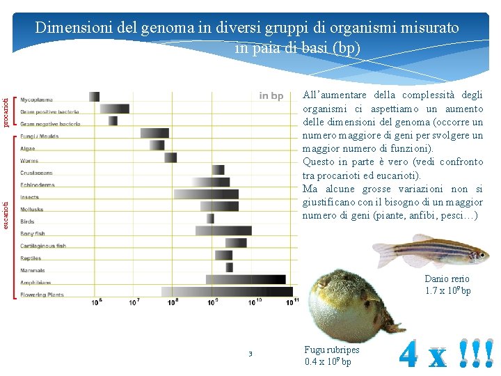 Dimensioni del genoma in diversi gruppi di organismi misurato in paia di basi (bp)