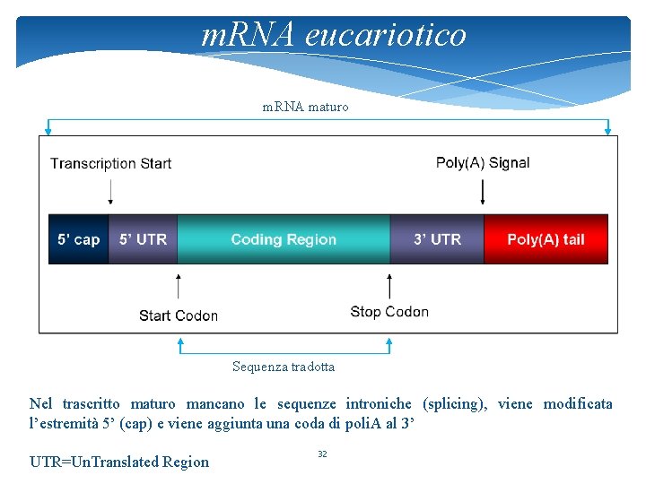 m. RNA eucariotico m. RNA maturo Sequenza tradotta Nel trascritto maturo mancano le sequenze