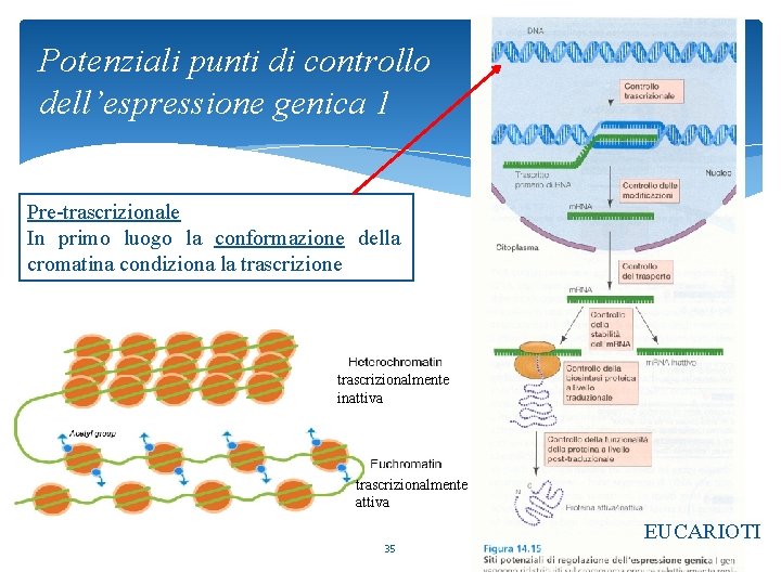 Potenziali punti di controllo dell’espressione genica 1 Pre-trascrizionale In primo luogo la conformazione della