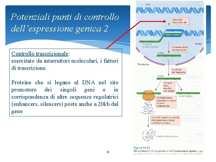Potenziali punti di controllo dell’espressione genica 2 Controllo trascrizionale: esercitato da interruttori molecolari, i