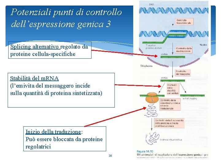 Potenziali punti di controllo dell’espressione genica 3 Splicing alternativo regolato da proteine cellula-specifiche Stabilità