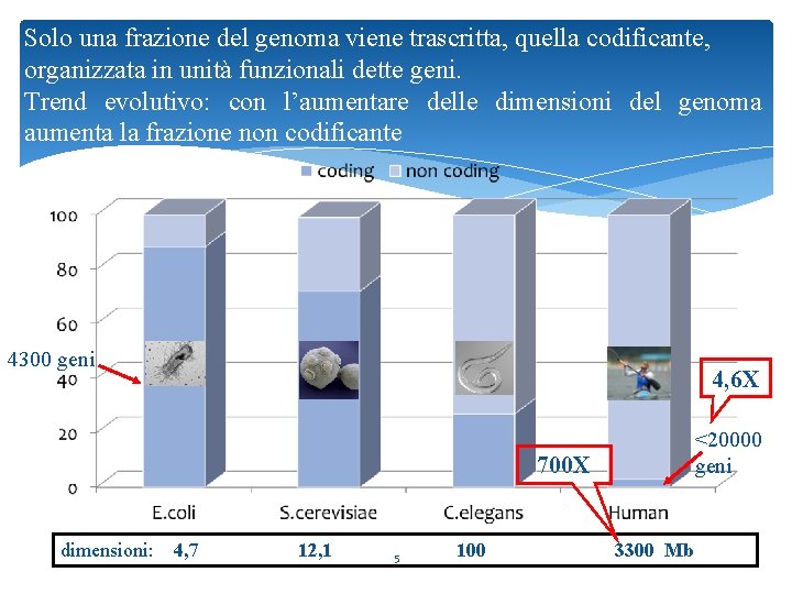 Solo una frazione del genoma viene trascritta, quella codificante, organizzata in unità funzionali dette