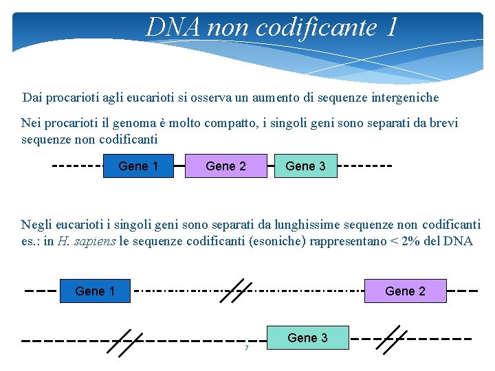 DNA non codificante 1 Dai procarioti agli eucarioti si osserva un aumento di sequenze