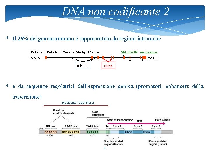 DNA non codificante 2 * Il 26% del genoma umano è rappresentato da regioni