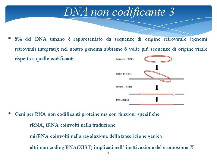 DNA non codificante 3 * 8% del DNA umano è rappresentato da sequenze di