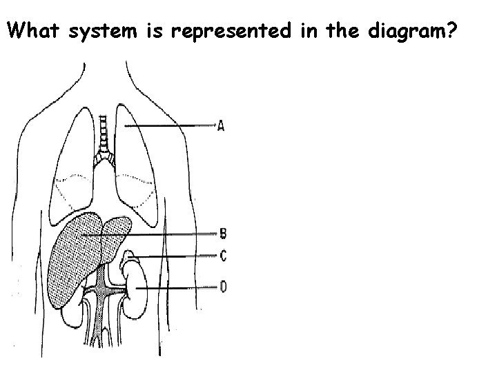 What system is represented in the diagram? 