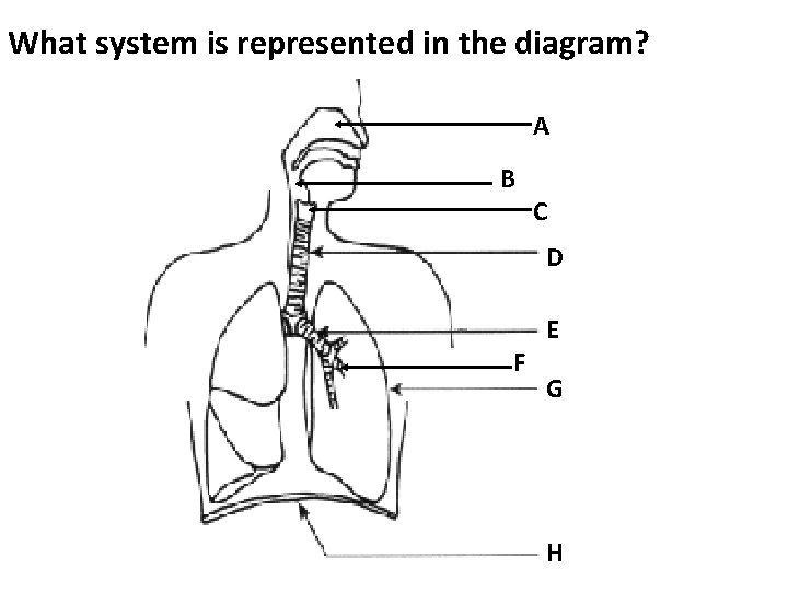 What system is represented in the diagram? A B C D F E G