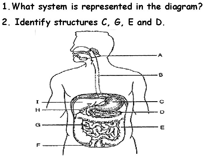 1. What system is represented in the diagram? 2. Identify structures C, G, E