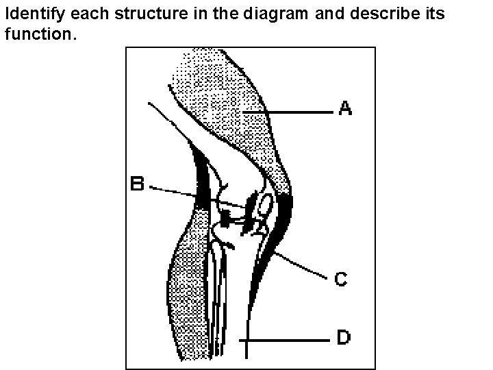 Identify each structure in the diagram and describe its function. 